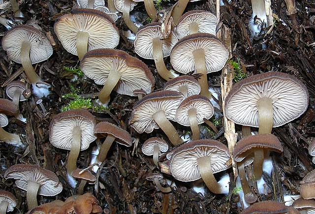 Clitocybe puberula